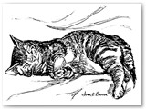 Tabby Cat Asleep