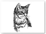 Tabby Cat Portrait